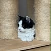 Berlioz