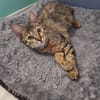 Lynx