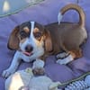 Bessy, kleines Herz sucht nach ihrer Familie