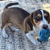 Bessy, kleines Herz sucht nach ihrer Familie