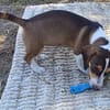 Bessy, kleines Herz sucht nach ihrer Familie