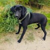 Labrador Mix Anton sucht ein Zuhause