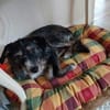 Moxie sucht ihre Familie