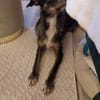Moxie sucht ihre Familie