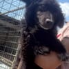 sanfte YUNA sucht ihre Menschen