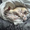 Ruhiger und zurückhaltender Chihuahua Clyde wartet in 49733