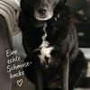 BIJOU-sucht dringend ein Zuhause-wartet in PLZ 75038