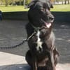 BIJOU-sucht dringend ein Zuhause-wartet in PLZ 75038