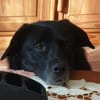 BIJOU-sucht dringend ein Zuhause-wartet in PLZ 75038