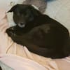 BIJOU-sucht dringend ein Zuhause-wartet in PLZ 75038