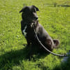 BIJOU-sucht dringend ein Zuhause-wartet in PLZ 75038