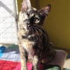 Liebe Katze Tina