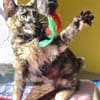 Liebe Katze Tina