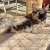 Liebe Katze Tina