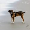 🐾 Charly sucht seinen besonderen Menschen