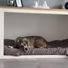 🐾 Charly sucht seinen besonderen Menschen