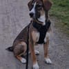🐾 Charly sucht seinen besonderen Menschen