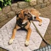 🐾 Charly sucht seinen besonderen Menschen
