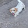 Mimmi sucht ein zu Hause !