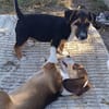 Rudi, liebenswerter kleiner Mann sucht Zuhause