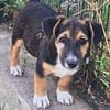 Rudi, liebenswerter kleiner Mann sucht Zuhause