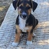 Rudi, liebenswerter kleiner Mann sucht Zuhause