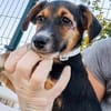 Rudi, liebenswerter kleiner Mann sucht Zuhause