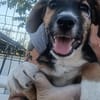 Rudi, liebenswerter kleiner Mann sucht Zuhause