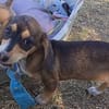 Jersey kleine Seele sucht ihr Zuhause