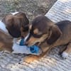 Jersey kleine Seele sucht ihr Zuhause