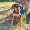 Kalina ein bezauberndes Hundekind
