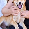 Peanut (Kreta)-Offener & verspielter Junghund sucht sein Für