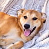 Peanut (Kreta)-Offener & verspielter Junghund sucht sein Für