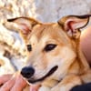 Peanut (Kreta)-Offener & verspielter Junghund sucht sein Für