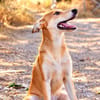 Peanut (Kreta)-Offener & verspielter Junghund sucht sein Für