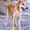 Peanut (Kreta)-Offener & verspielter Junghund sucht sein Für