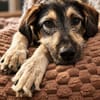 Gaia  kein Hund für große Abenteuer