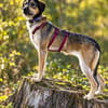 Gaia  kein Hund für große Abenteuer