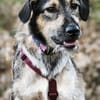Gaia  kein Hund für große Abenteuer