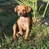 Miya ein kleines Pinschermix Mädchen