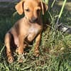 Miya ein kleines Pinschermix Mädchen