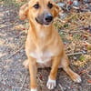 Toffee (Kreta) -Kleine Pfoten- großes Herz!