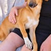 Toffee (Kreta) -Kleine Pfoten- großes Herz!