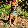 MISS JESSY, treue Begleiterin mit Charme