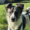 Hütehund sucht erfahrenes Zuhause