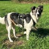 Hütehund sucht erfahrenes Zuhause