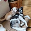 Hütehund sucht erfahrenes Zuhause