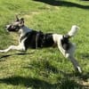 Hütehund sucht erfahrenes Zuhause