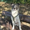 Hütehund sucht erfahrenes Zuhause