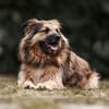 SLY sucht seinen Menschen mit Hundeverstand